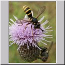 Conops quadrifasciatus - Dickkopffliege 07.jpg